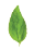 basil